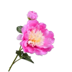 Pfingstrose Zweig pink mit Füllung
